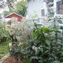 Joe Pye Weed 2007