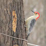 Red-bellied_wp_close_2-20-08_exc_sm
