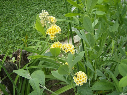 Butterfly Bush 