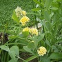 Butterfly Bush " Honey "