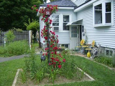 Rose Climber 