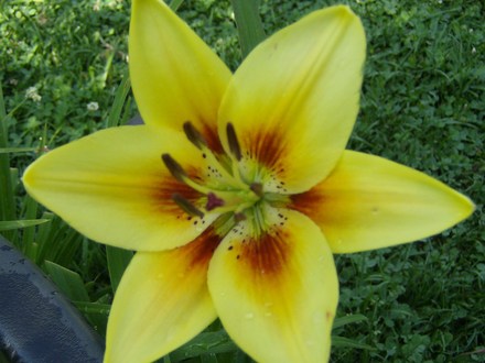 Unknown Liliy