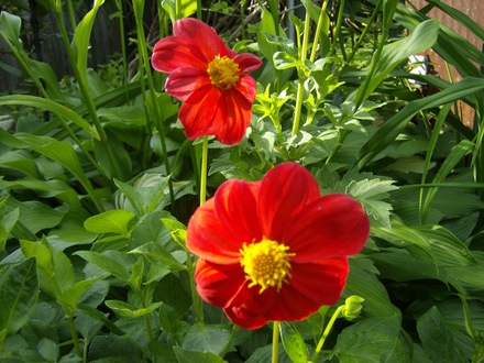 Red border Dahlia