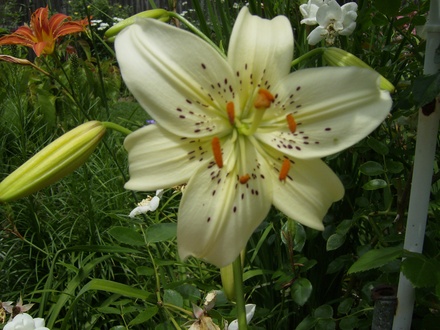 Another Unknown Lily