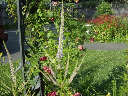 Culver's Root