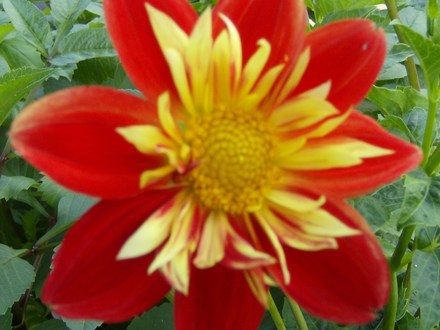 Dahlia - Unknown