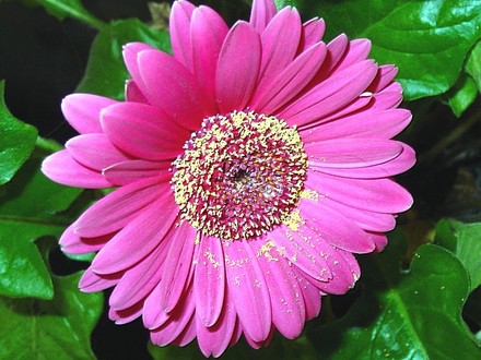 Daisy