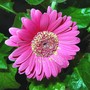 Flowers15