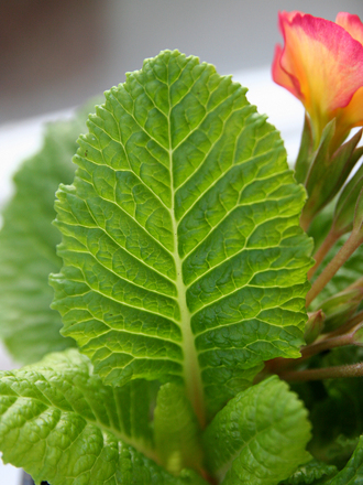 Primula Leaf