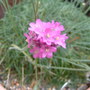 A garden flower photo
