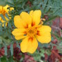 Marigold