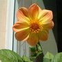 A garden flower photo