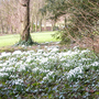 snowdrops at Hopton Hall