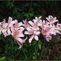 Lycoris squamigera