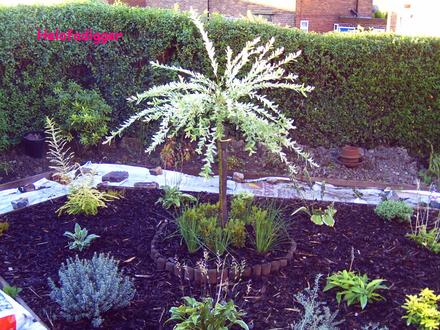 The side garden
