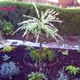 The side garden