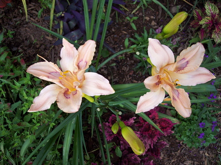A garden flower photo (hemerocallis 'chinese temple')