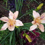 A garden flower photo (hemerocallis 'chinese temple')