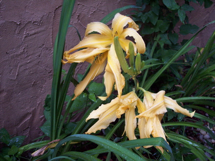 daylily (hemerocallis  'jan's twister')