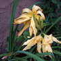 daylily (hemerocallis  'jan's twister')
