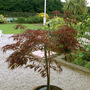 my garden 2007