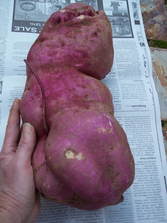 I was shocked when I dug up my marguerite sweet potato vine tuber last fall, it weighed 7 lbs 4 ozs.when I'd planted it in late May, it was just a rooted cutting .
