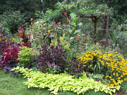 Marguerite Sweet Potato  in late summer