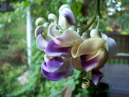 'Vigna caracalla' corkscrew vine, my favorite tropical vine, it's fragrant too.