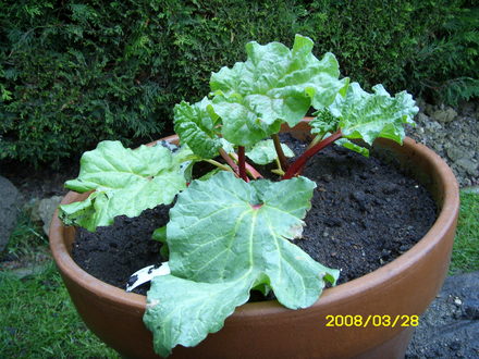 one of my new rhubarb plants