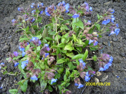 pulmonaria blue ensign