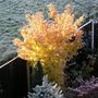 Sunrise_on_acer_senkaki
