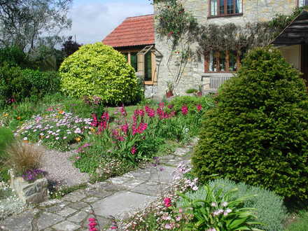 Part of the front garden (Gladiolus communis subs. byzantinus)