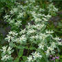 Euphorbia marginata