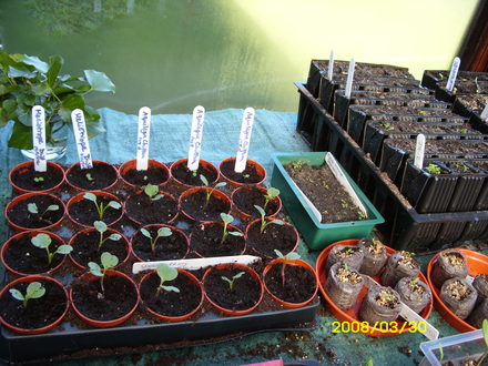 Some of my seedlings in north facing lean-to