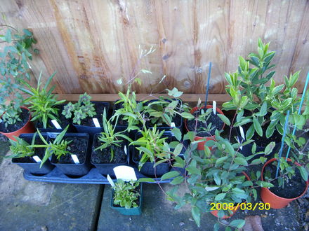 Recent purchases awaiting planting!