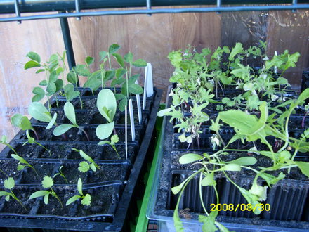 more seedlings- outside in temporary 