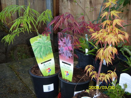 Acers