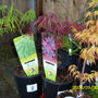 Acers