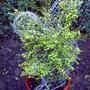 My crazy squirrel (Buxus sempervirens (Common box))