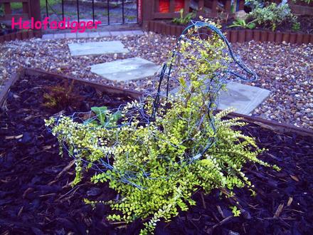 My have a go duck  (Lonicera)