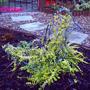 My have a go duck  (Lonicera)