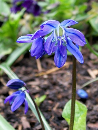 Siberian Squill (Scilla siberica)