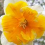 Close up - Apricot Whirl (narcissus 'apricot whirl')