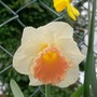 Daffodil 'Park Perfumn' (narcissus 'park perfumn')