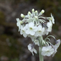 Primula chionantha
