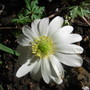 Anemone_blanda_-_white