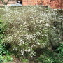 Spiraea 'Arguta' (Spiraea 'Arguta')