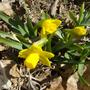 Mini Daffs