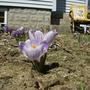 Crocus