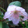 Epigaea gaultherioides (Epigaea gaultherioides)